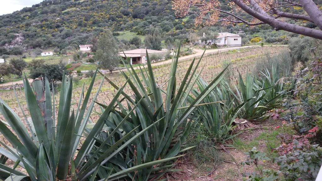 בארי סארדו Agriturismo Su Solianu מראה חיצוני תמונה